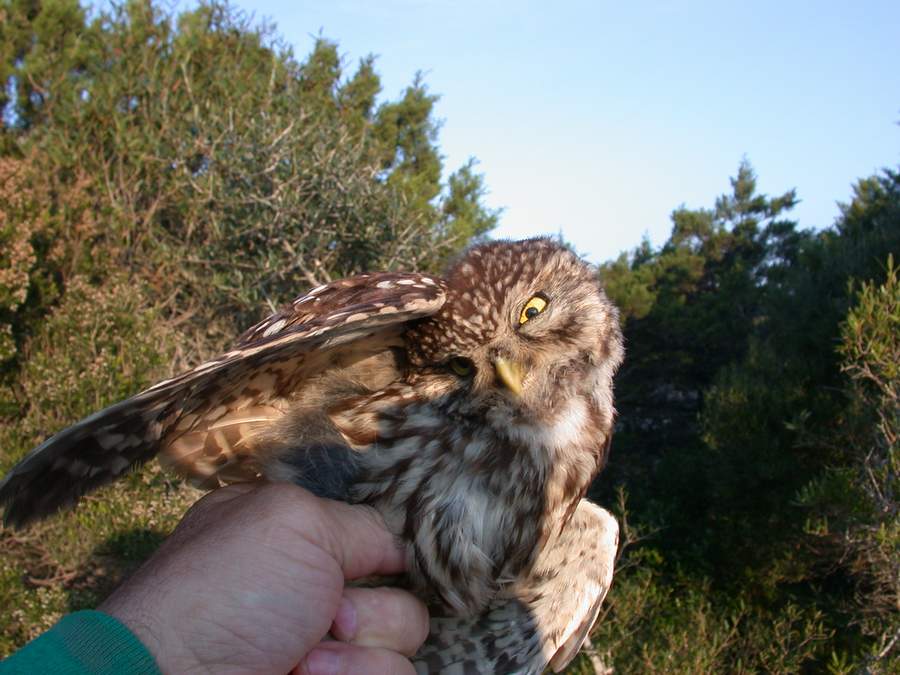 Rapaci notturni Civetta Athene noctua